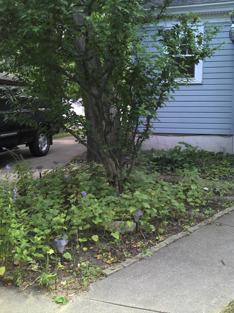 back yard by house 2011