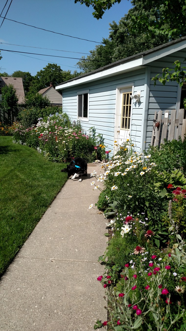 backyard summer 2016 (16)