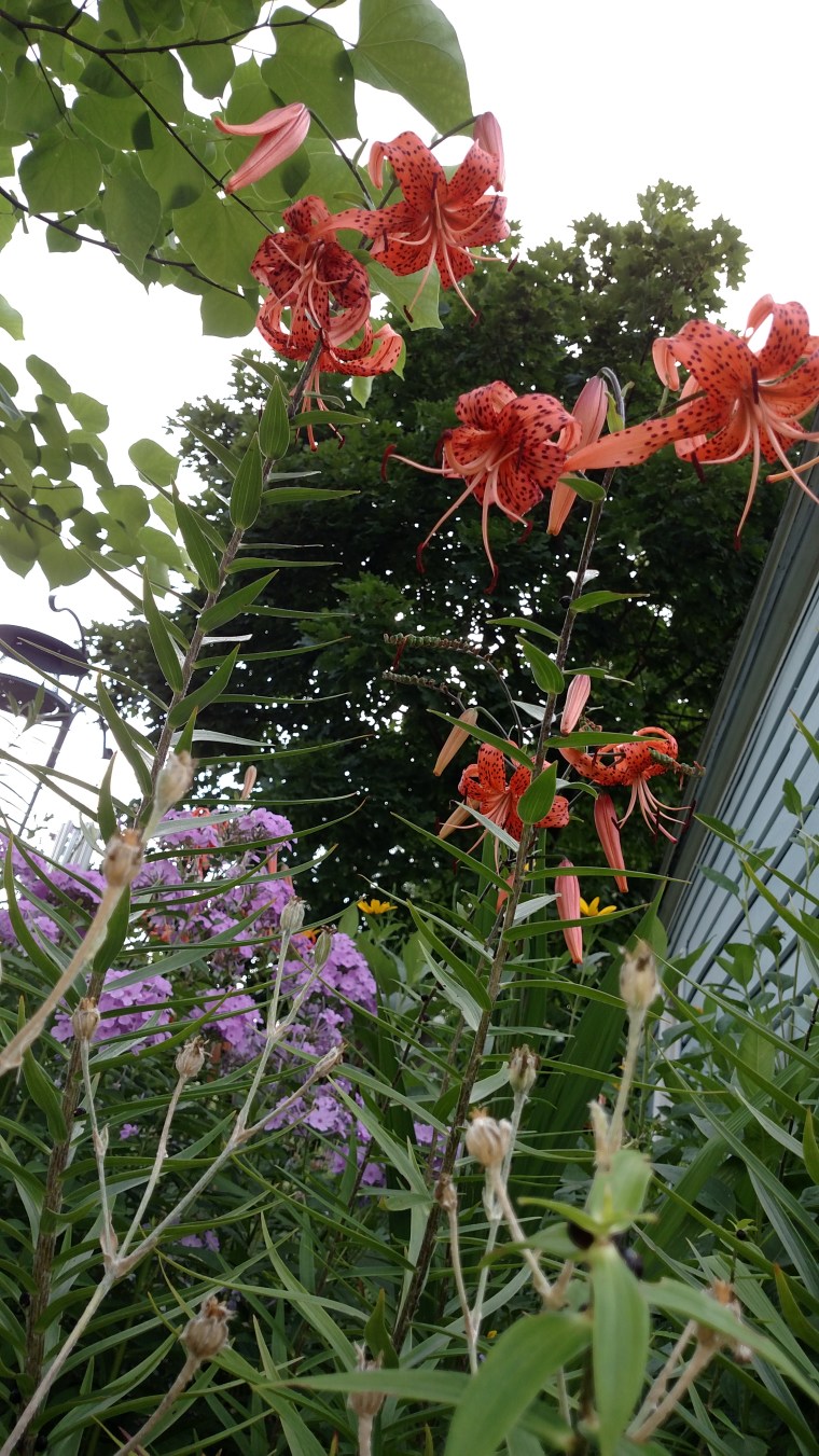 backyard summer 2016 (49)