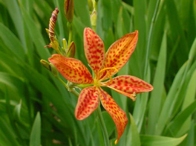 blackberry_lily flower