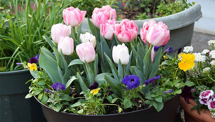 spring-containers-tulips-and-pansies