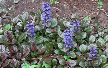 ajuga blueberry muffin