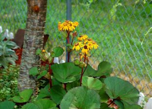 ligularia britt marie crawford