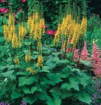 ligularia_the_rocket_lg_0