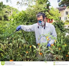 man w mask spraying chemicals