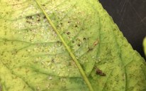 Thrips on back of leaf.jpg