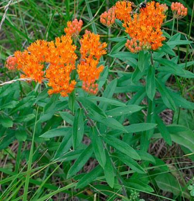 Butterfly weed asclepias tuberosa